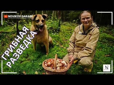 Видео: Грибная разведка 31 августа 2025. Всеволожский район.