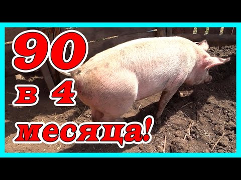 Видео: ТВОЯ СВИНЬЯ МОЖЕТ БОЛЬШЕ !!! Вес поросят в 4 месяца на дешёвом корме.