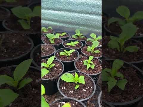 Видео: Где и как я черенкую гортензии