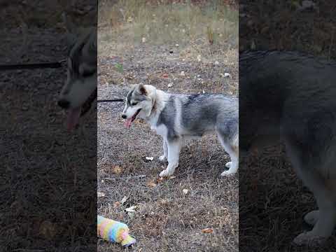 Видео: Хубба-Бубба, Бони 4мес хаски