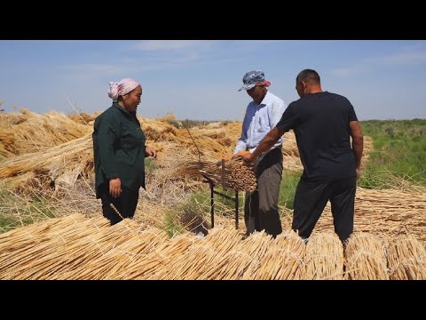 Видео: Қызылорда облысында қамыстан табыс тауып отырған көпбалалы ана тұрады