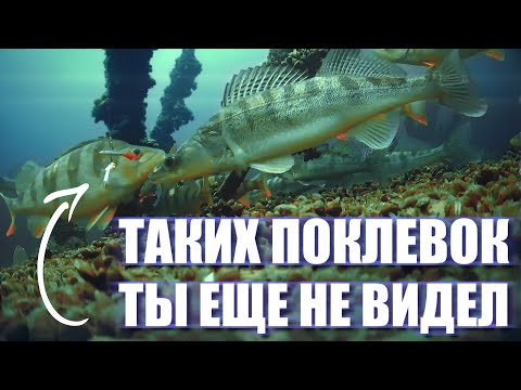 Видео: А ты видел как СУДАК КЛЮЕТ под водой?  СУДАК ЩЕКОЧЕТ наши НЕРВЫ!  РЫБАЛКА в Камском Устье