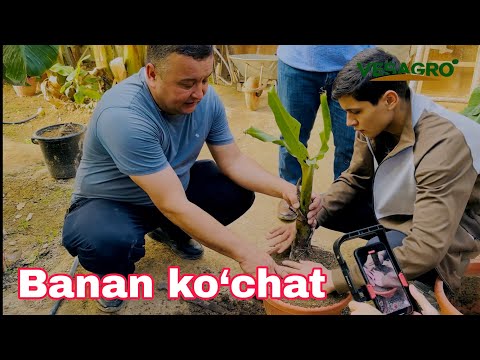 Видео: БАНАН КЎЧАТлари