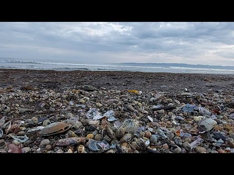 Видео: Поехали гулять на море и нарвались на кучу деликатесов..