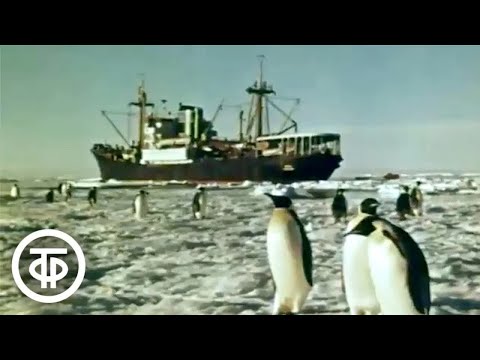 Видео: Сутки - 1300 часов. Документальный фильм о работе Московского радио (1971)