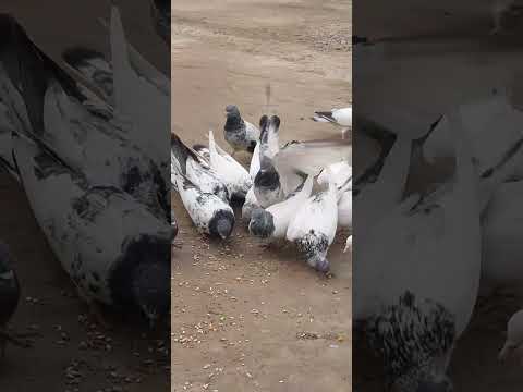 Видео: 10 ноября 2025 г.