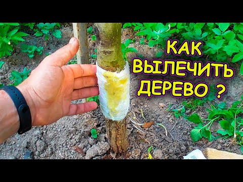 Видео: Как вылечить рану на яблоне и груше. Лечение морозобоин на плодовых деревьях. Повреждение груши.