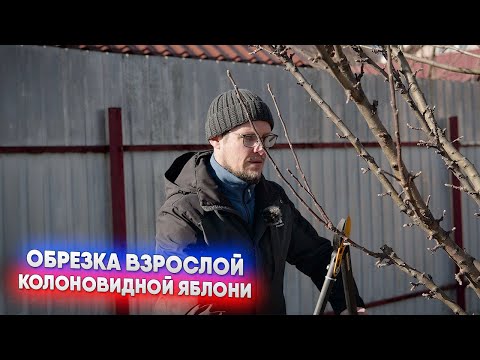 Видео: Обрезка взрослой колоновидной яблони