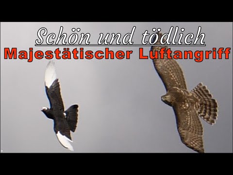 Видео: Король неба – ястреб сочетает в себе позирование, точность и силу охоты!