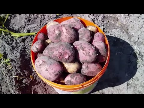 Видео: КОПАЮ МОЛОДУЮ КАРТОШКУ // У НАС СЕГОДНЯ БЕСПЛАТНЫЙ ОБЕД ! // ПОБРОДИЛА ПО ОГОРОДУ // ЖИЗНЬ В ДЕРЕВНЕ