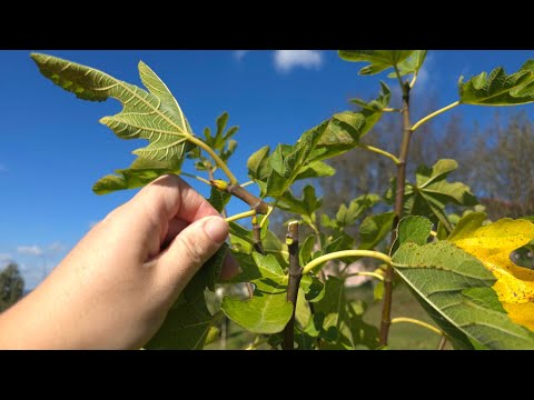 Видео: Зачем обрезать верхушку ветки смоковницы? Сделайте это по следующим причинам!