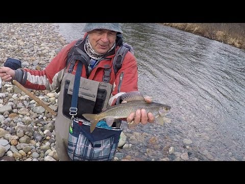 Видео: ЛОВЛЯ ХАРИУСА НА ТЕРСИ ДЕНЬ 2