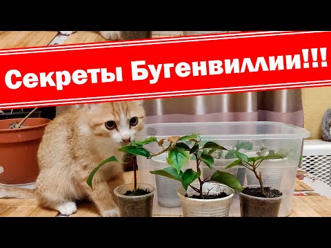 Видео: Внимание! Секреты размножения бугенвиллии!!! Черенкование круглый год.