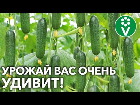 Видео: ПОДКОРМИТЕ ОГУРЦЫ ТАК ПРЯМО СЕЙЧАС! Всё о подкормках огурцов во время плодоношения!