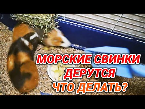 Видео: Почему морские свинки дерутся - что делать?