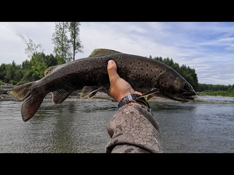 Видео: Рыбалка 2022. Поймал ленка на воблера! Сорвался крупный ленок на мушку! Summer fishing 2022.