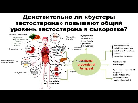 Видео: Действительно ли «бустеры тестостерона» повышают общий уровень тестостерона в сыворотке?