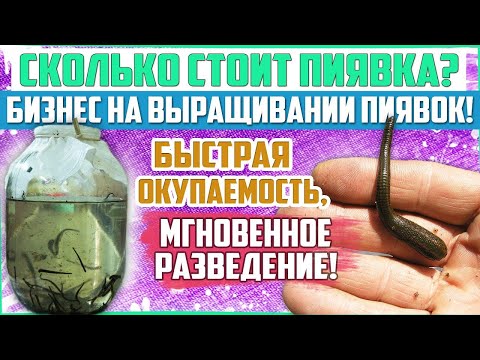 Видео: Редкий,но очень прибыльный бизнес!Разведение и продажа пиявок  Бизнес на пиявках!