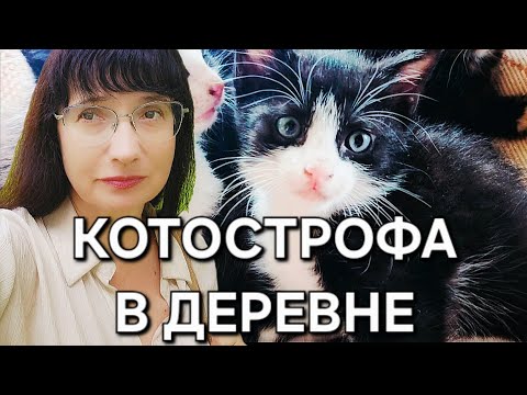 Видео: Приехала в ДЕРЕВНЮ, а там КОТОСТРОФА
