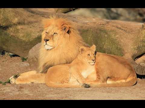 Видео: эхопрокуренныхподъездов — день космонавтики