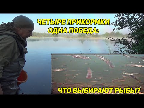Видео: Четыре прикормки, одна победа: что выбирают карповые? Тест под водой, который покажет всё!