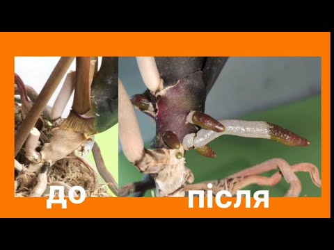 Видео: Чудо результат! 😱 Як я змусив орхідею вибухнути корінням за 1,5 місяці!