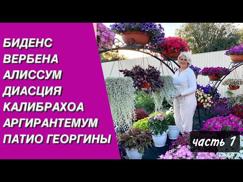 Видео: Цветы для кашпо и вазонов, которые не уступают петунии. Часть 1.