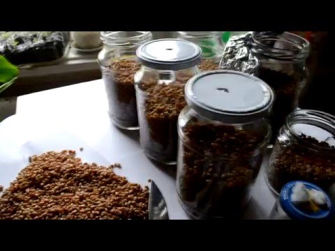 Видео: Как сделать мицелий.зерновой мицелий. вешенка, шампиньоны.