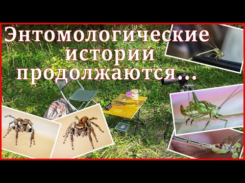 Видео: Энтомологические истории продолжаются...