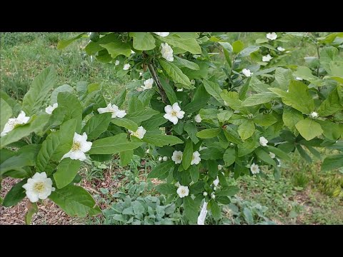 Видео: Цветение Актинидии, Чекалкина ореха, Мушмулы Кавказской и Робинии белой