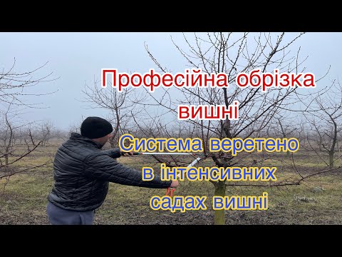 Видео: Професійна обрізка вишні. Система веретено в інтенсивних садах вишні. Pruning Cherry spindle