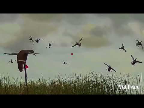 Видео: ОХОТА НА УТОК, САМЫЕ КРАСИВЫЕ ЭПИЗОДЫ