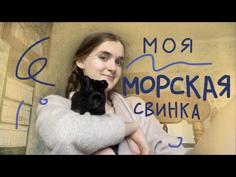 Видео: Сложно ли жить с морской свинкой? содержание//уход и забота о зверюшке !