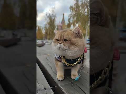 Видео: MurKino в прямом эфире!