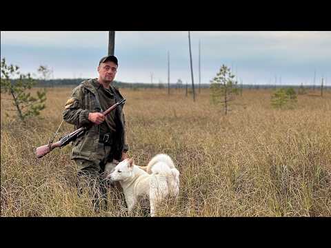 Видео: Охота на медведя ! Застали у избы, потом на болоте. Герда начала работать по медведю.