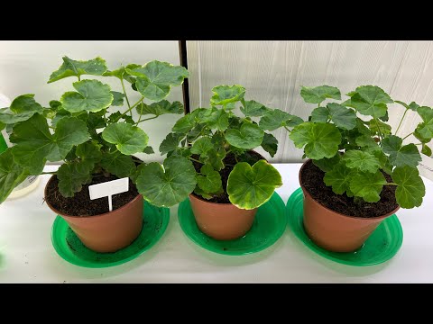 Видео: Пеларгонии, пересадка взрослых кустов