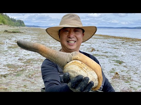 Видео: Геодак, копающий в заливе Пьюджет-Саунд (挖象拔蚌) — и моллюск, масляный моллюск, сердцевидки, фиолет...
