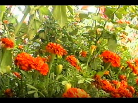 Видео: Uighur wedding in Almaty 2002. Уйгурская свадьба в Алматы, мкр. Дружба 2002 год