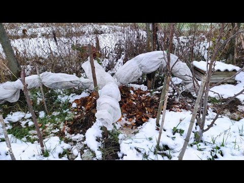 Видео: Укриття ожини на зиму.Новий метод.