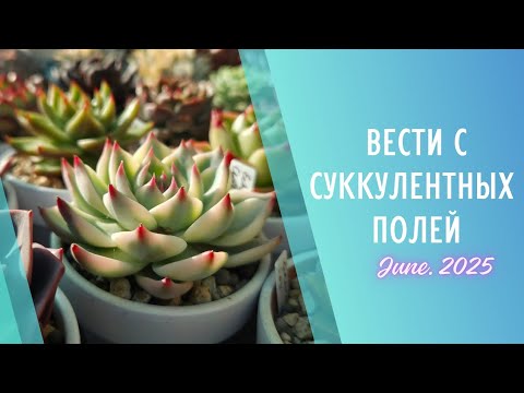 Видео: Вести суккулентных полей 🌱Июнь 2025