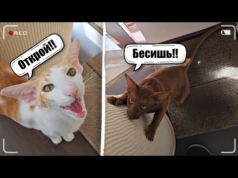 Видео: Коты гоняют человека туда-сюда☺️🚪 #cat #funny #comedy #orientalcat