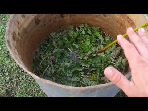 Видео: Это первое азотное удобрение для винограда считаю самым лучшим на все 99%