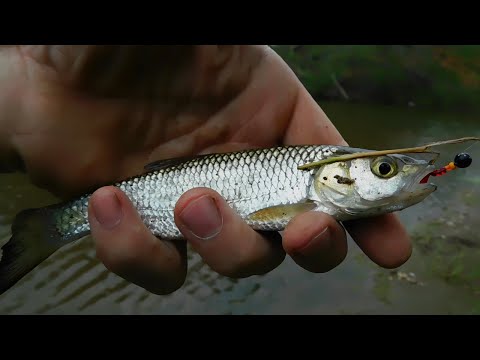 Видео: Pro mормышинг#3.Мормышинг.Июль.Мелочь. Окунь Ерш,Голавль,Щука.