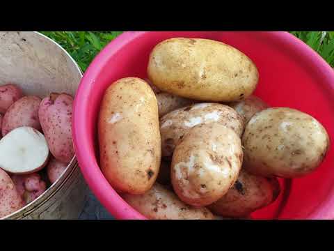 Видео: Какие сорта картофеля хорошо хранятся в подполе