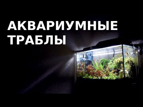 Видео: Проблемы после запуска аквариума и пути их решения: муть, слизь, налет