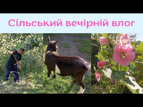 Видео: Сільський вечірній влог