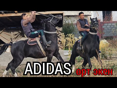 Видео: КУРЧ АДИДАС МЫКТЫ АТ ТЕМИРЛАНДА  