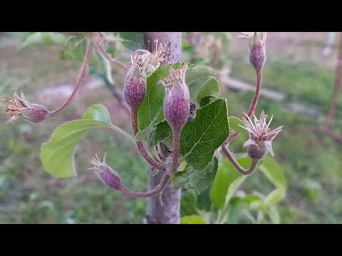 Видео: Яблуня формування зав'язі , початок росту плодів : захист від шкідників та хвороб