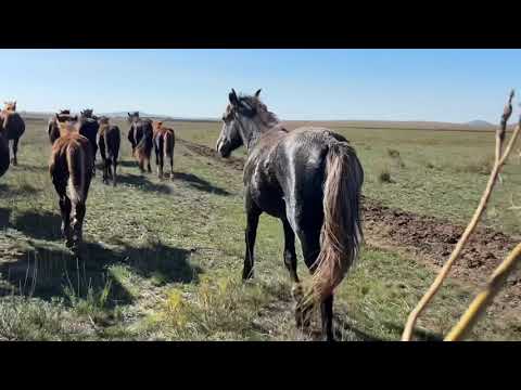 Видео: Перегон косяк бтр #жылкы #лошадки #айгыр #интересно #лошади #жеребец #