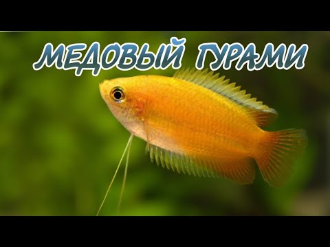 Видео: МЕДОВЫЙ ГУРАМИ. СОДЕРЖАНИЕ И РАЗВЕДЕНИЕ.